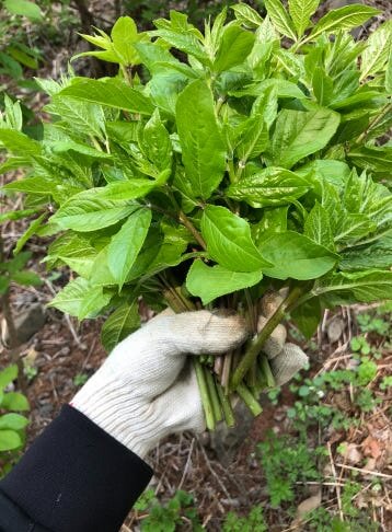 생방송투데이 이 주의 장바구니 강원도 평창 참두릅 365삼 구입 주문방법 산양삼, 오가피순, 명이나물, 고들빼기, 산더덕, 솔순, 도라지, 땅두릅