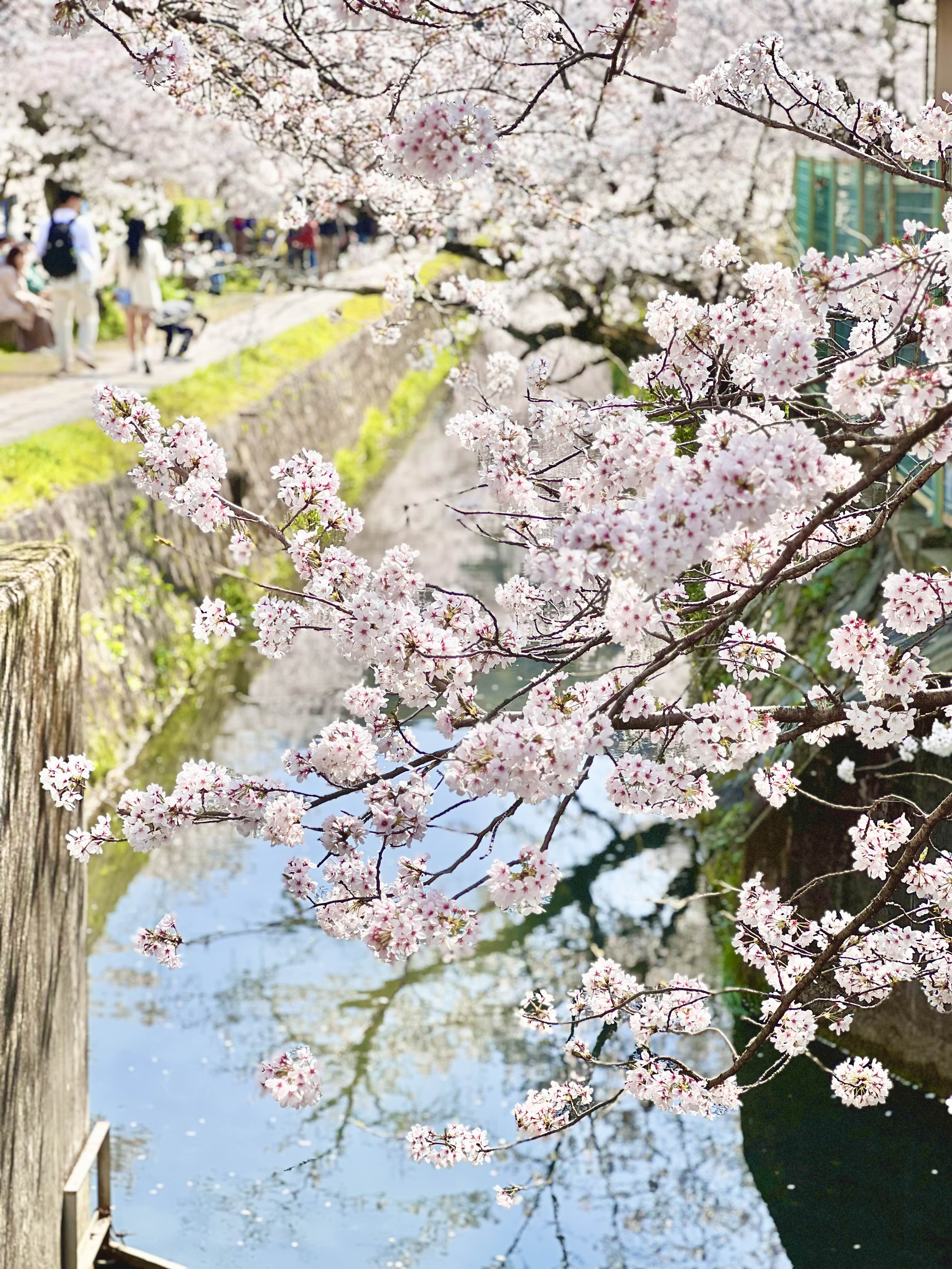 은각사 앞 철학의길 벚꽃 놀이