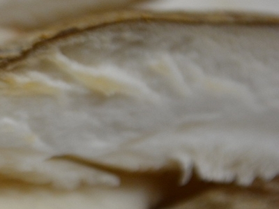 표고버섯 효능 사진33