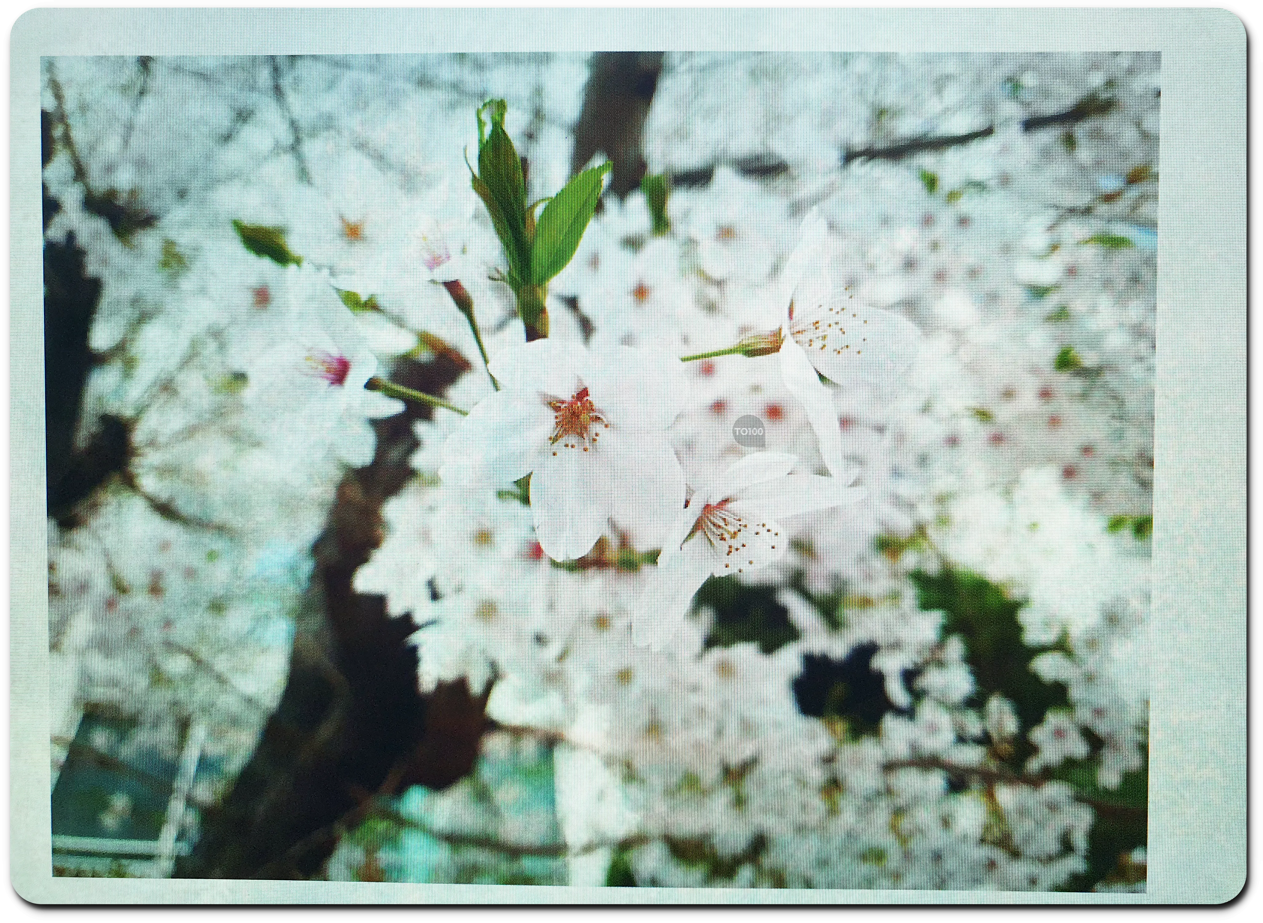 하얀 벚꽃