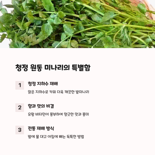 원동면 미나리의 특징