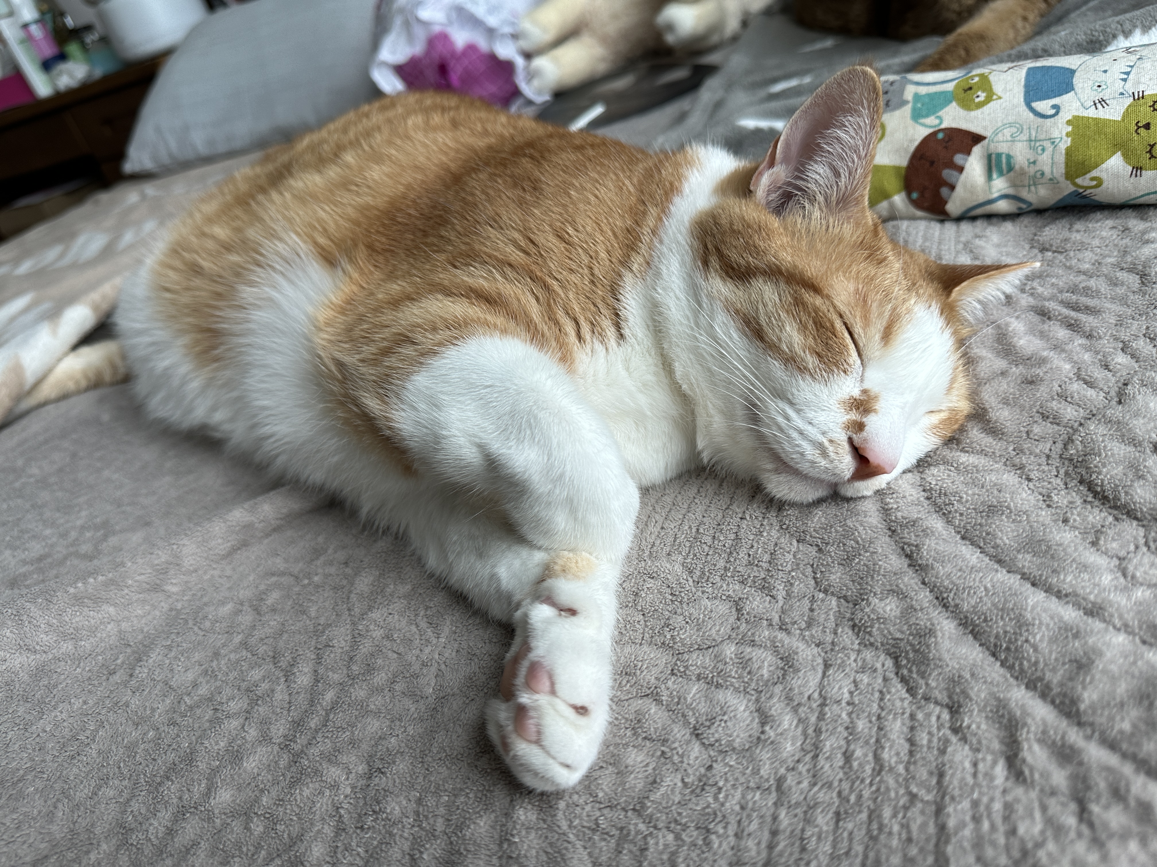 귀여운_고양이_호야