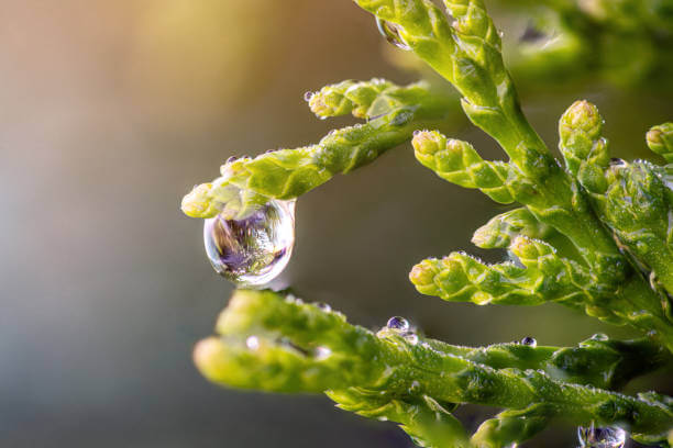 송담 효능 부작용 및 섭취 방법