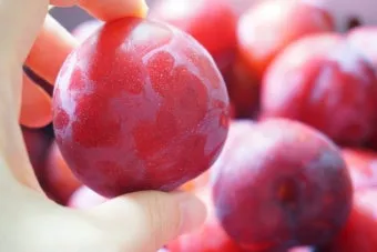 자두 보관법 수확시기 효능 자두청 만들기_6