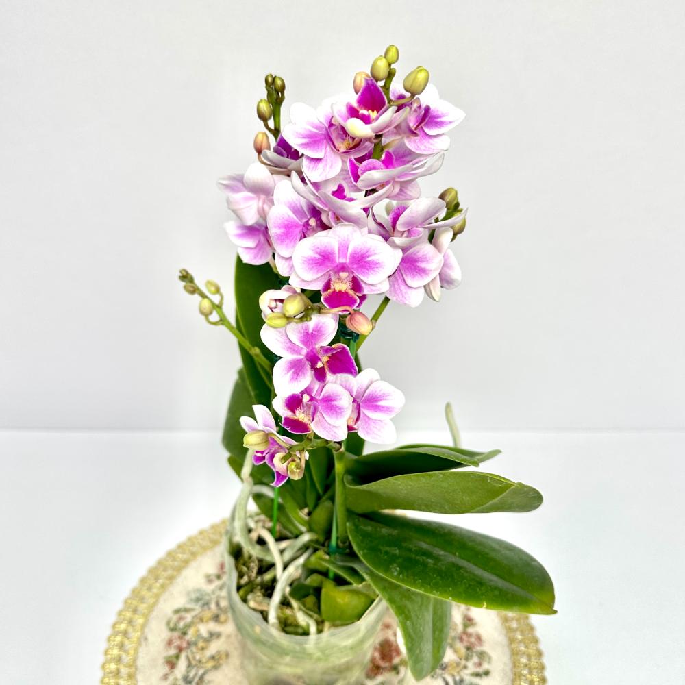 겨울철 난 물주기 서양난 동양난