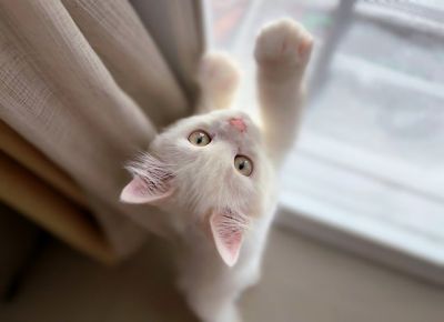 고양이 수명