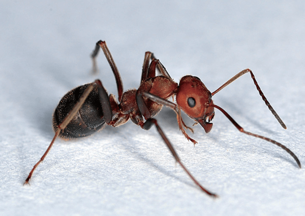 집 벌레 종류 개미