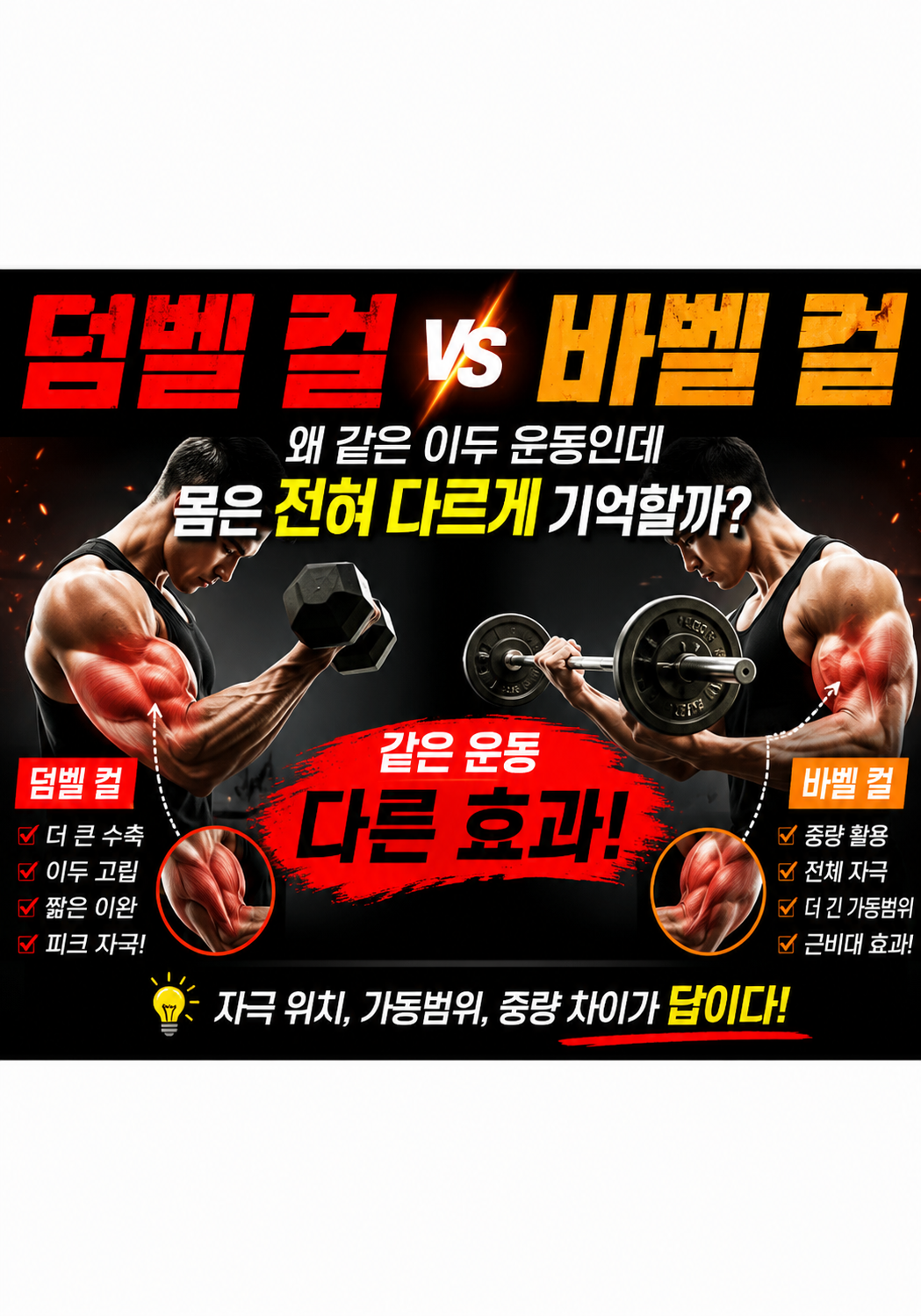 덤벨 컬 vs 바벨 컬