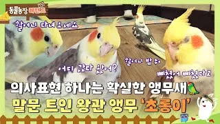 왕관앵무 가격 키우기 분양 수명 먹이 성격 종류_7