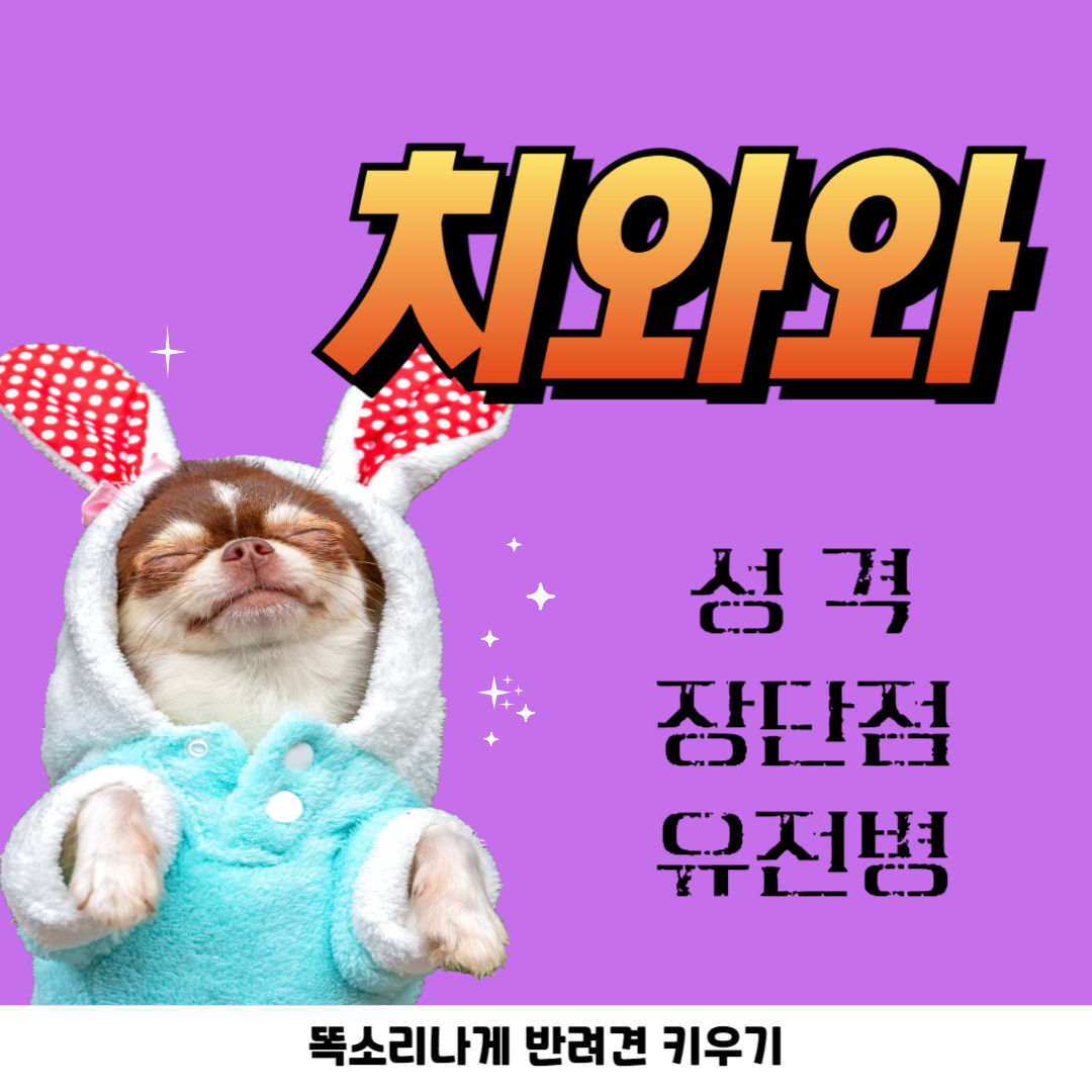 치와와 성격 장단점 유전병