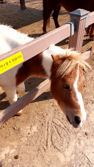 안성 팜랜드 승마체험장 가는길에 있는 포니들