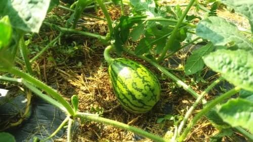 수박-키우기-과실-착과-열매솎기