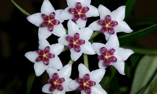 아름다운 자태 매력적인 향기 호야꽃 특징/종류/향기/꽃말/의미/인테리어