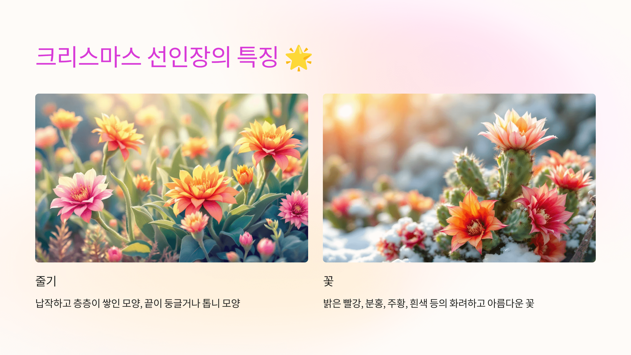 크리스마스 선인장 사진입니다.