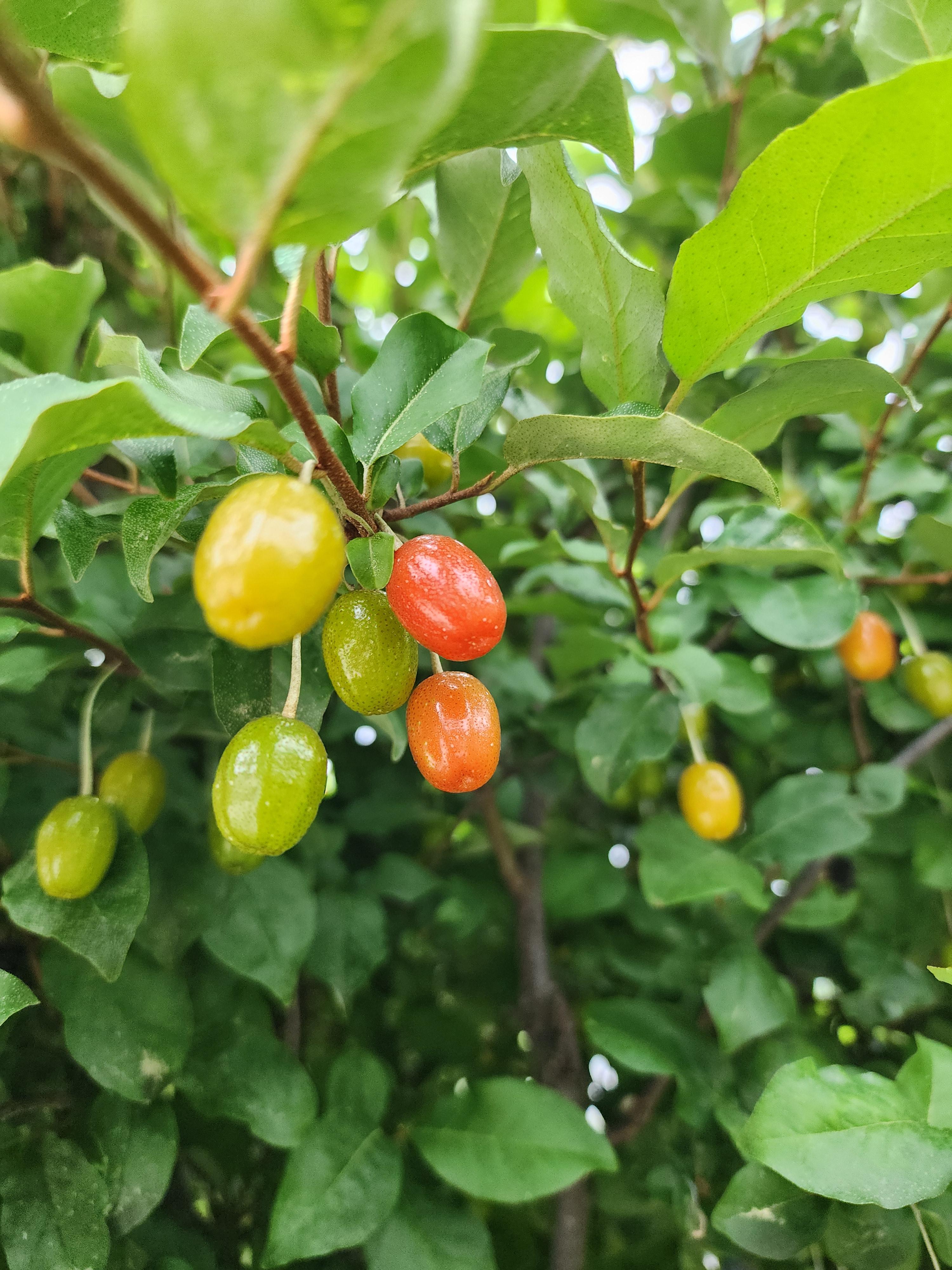 보리수 - 열매&amp;#44; 수확 시기&amp;#44; 효능&amp;#44; 부작용&amp;#44; 먹는 법&amp;#44; 불교와의 관계&amp;#44; 재배 방법 