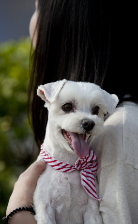 강아지가 싫어하는 보호자의 행동 10가지 (몰랐던 실수들!)