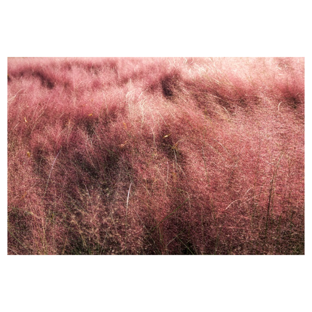 맥문동과 관련된 사진입니다.