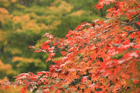 제19회 포천운악산 단풍축제 기본정보와 프로그램 정리 윤수현 나건필 쇼미 안정이 출연