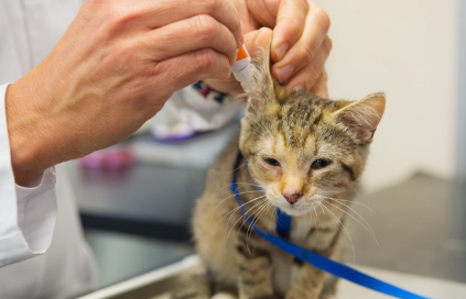 귀 치료를 받는 고양이.