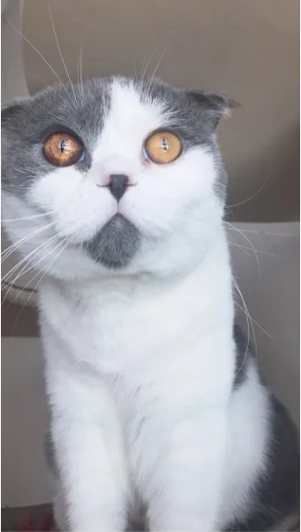 고양이 주요 눈 질환 7가지 증상 원인 치료법_10