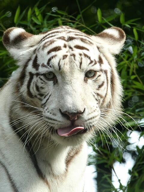 백호-나오는-꿈-해몽