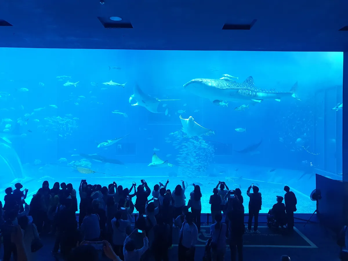 대형-수족관-속-고래상어를-촬영하고-있는-사람들