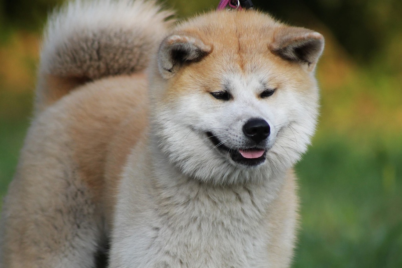 아키타 (Akita)
