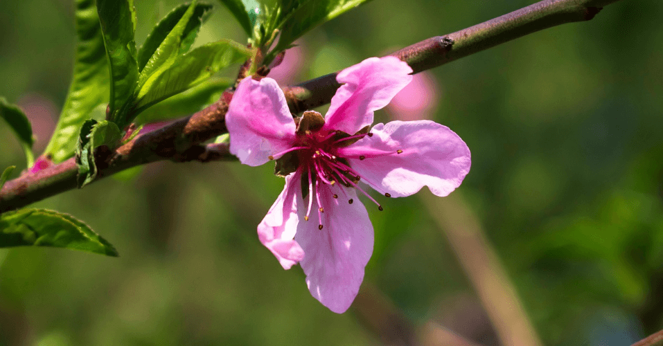 복숭아 꽃과 복숭아 사진 - 2