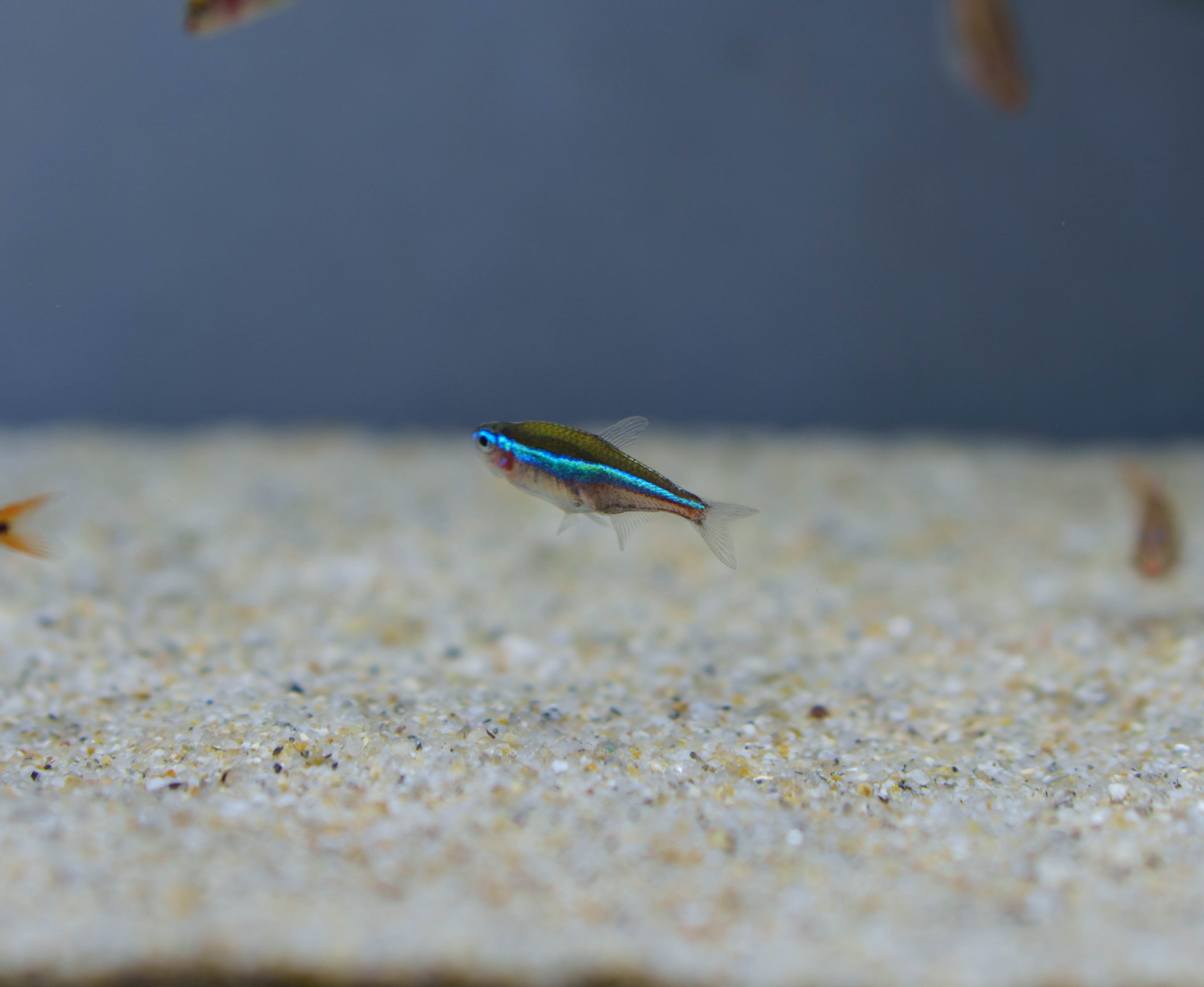 그린네온테트라