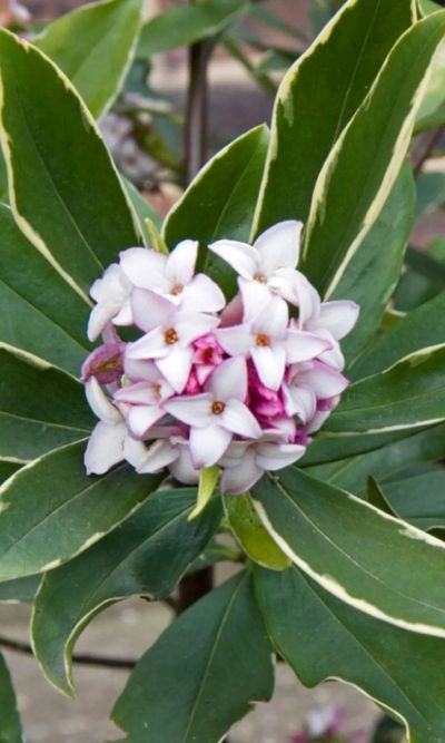 Daphne odora 'Aureomarginata'