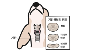 강아지 귀 청소