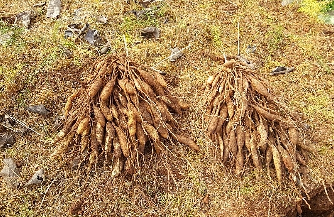 천문동 뿌리