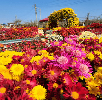 서산국화축제