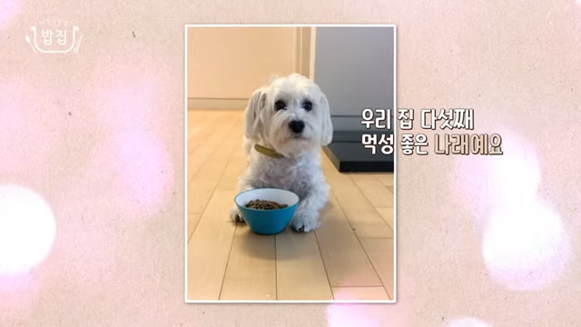 나래-반려견
