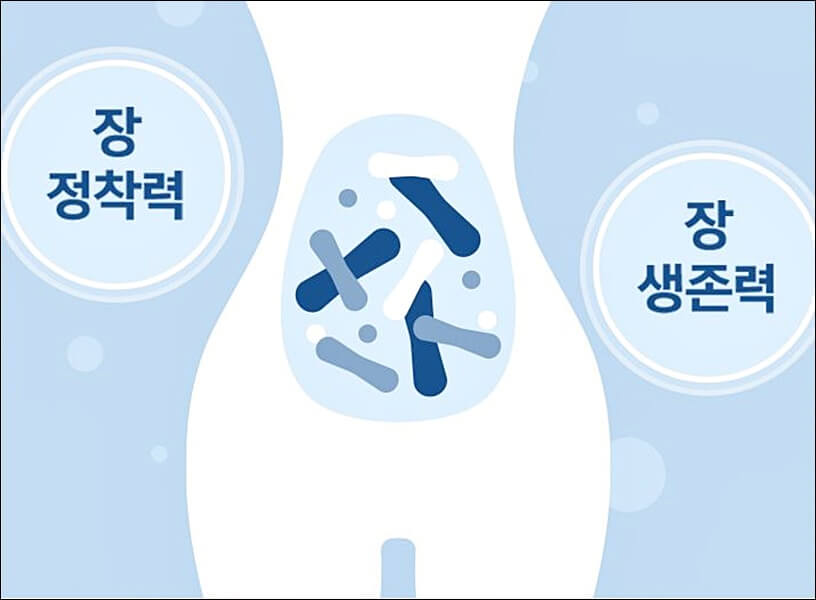 LGG 유산균 추천제품 및 효능