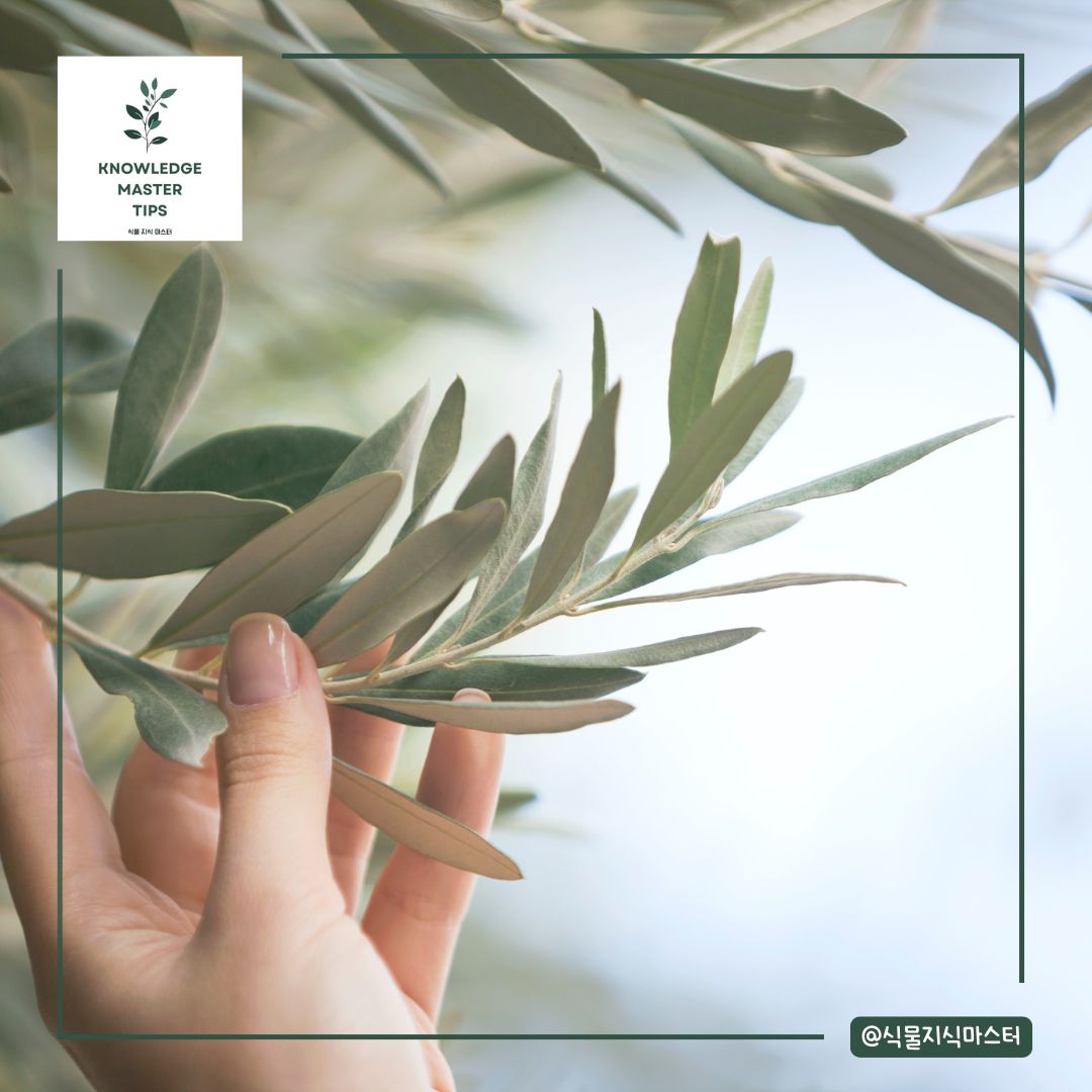 올리브나무 물은 얼마나 자주?