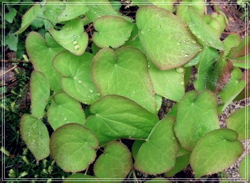 삼지구엽초 효능 술 담그는 방법?