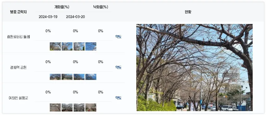 벚꽃 개화 실시간 확인
