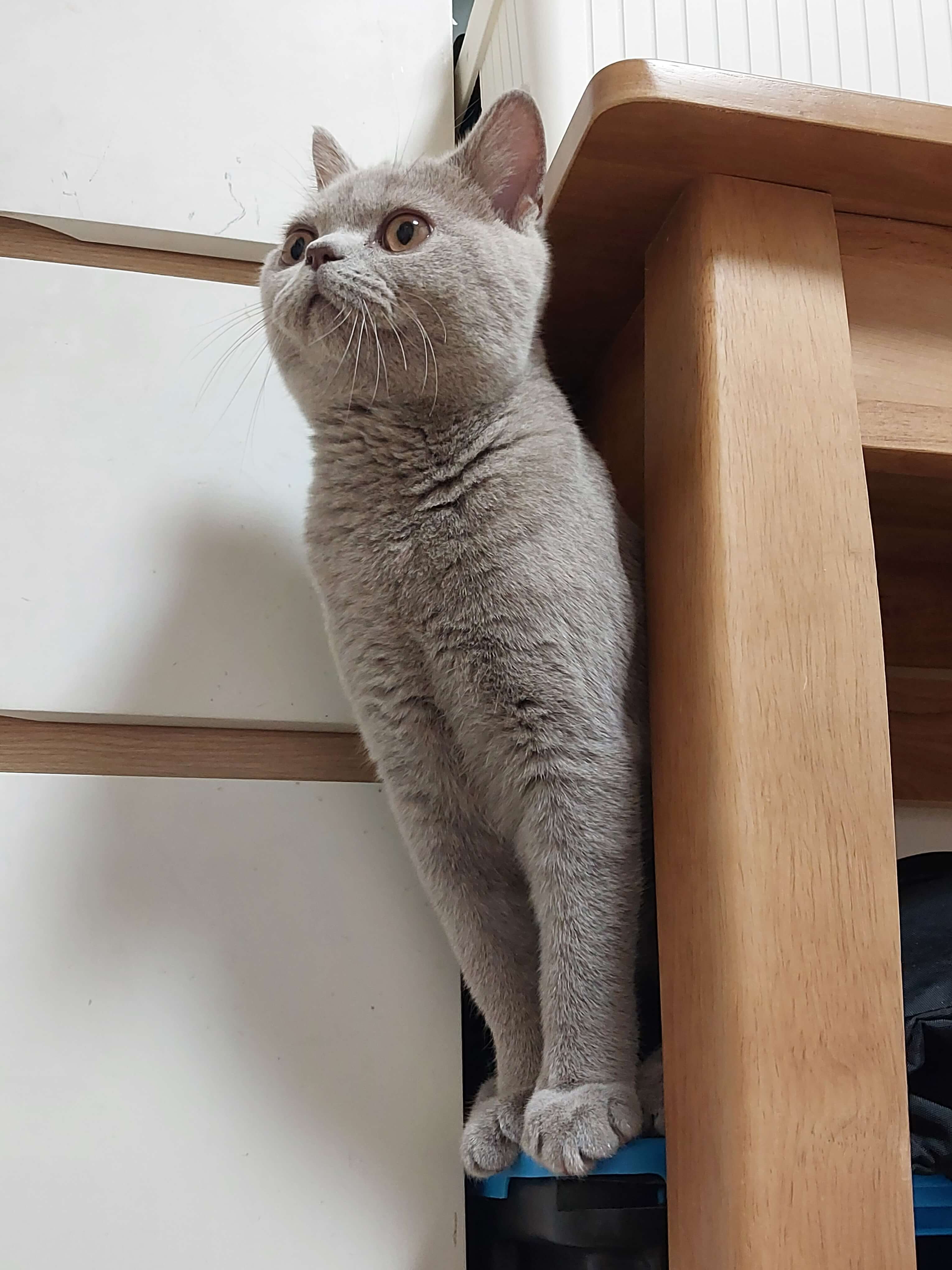 이사하는 날, 누니의 동그란 눈이 더 커졌어요.