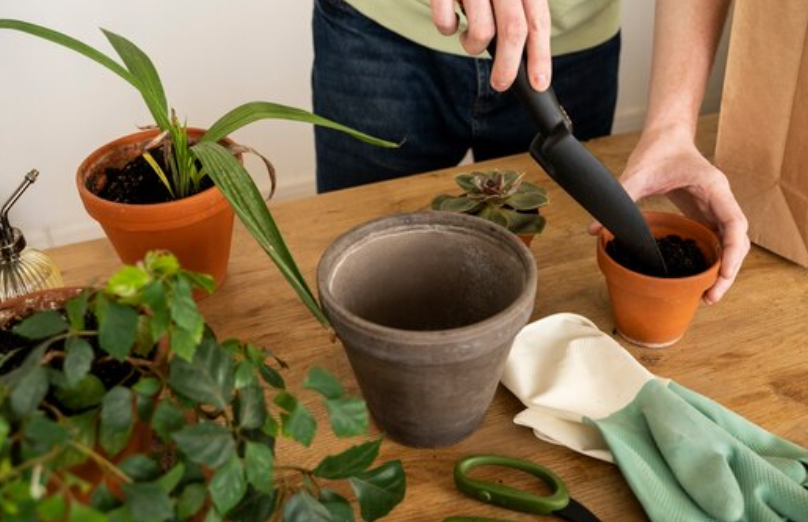 아보카도 키우기&#44; 키우는 방법 - 화분에 옮겨 심기