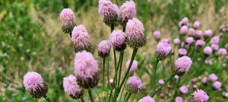 지칭개의 효능 6가지와 먹는 법&amp;#44; 꽃말&amp;#44; 부작용