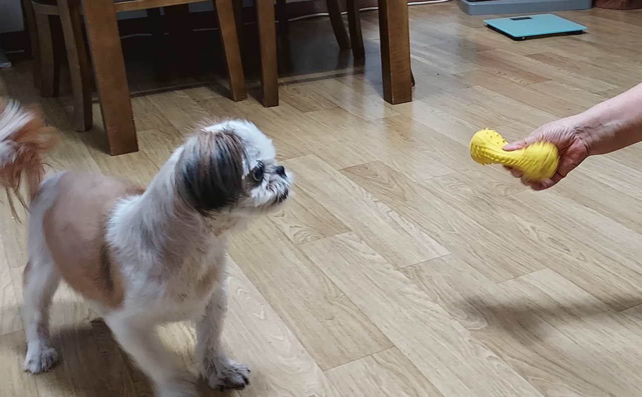 15살 노령견 시츄 별이 삑삑이 장난감에 반응하는 모습