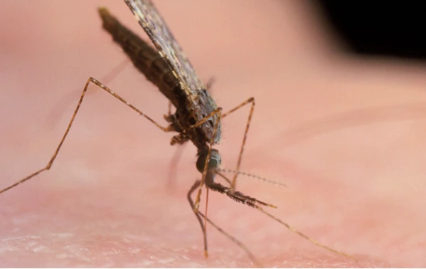 말라리아모기 생김새