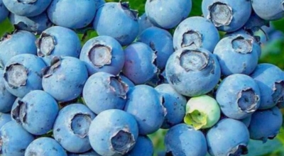 블루베리이미지