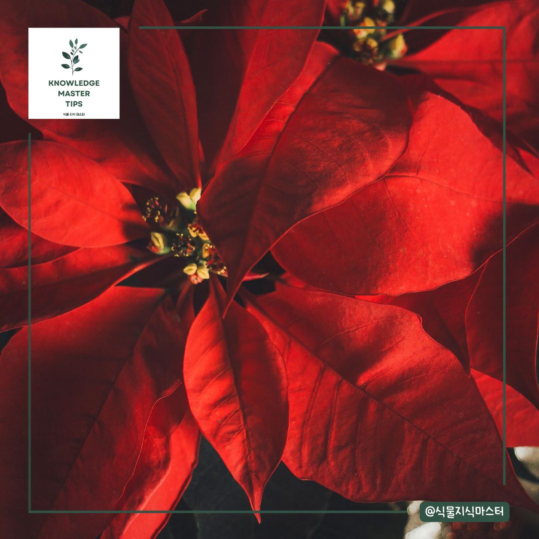 포인세티아가 성탄절의 상징이 된 이유