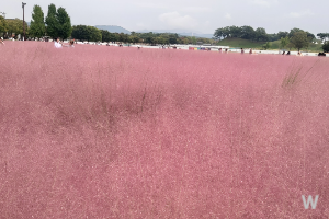 핑크뮬리 정원 이미지 3