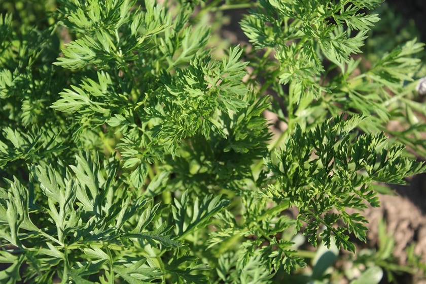 자연 치료법이란? 전통 의학과의 차이점