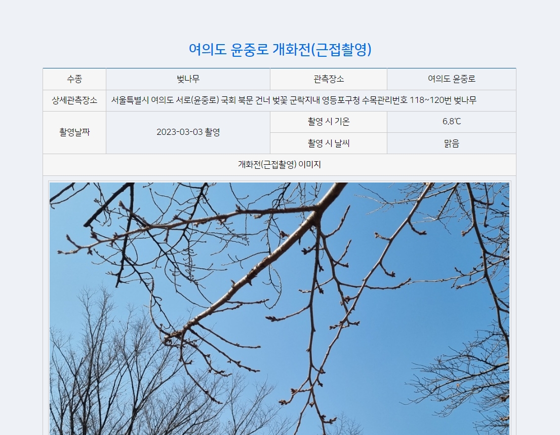 기상청벚꽃개화현황