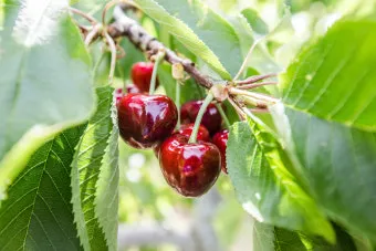 체리나무 재배법 건강한 과일 나무 키우기_26