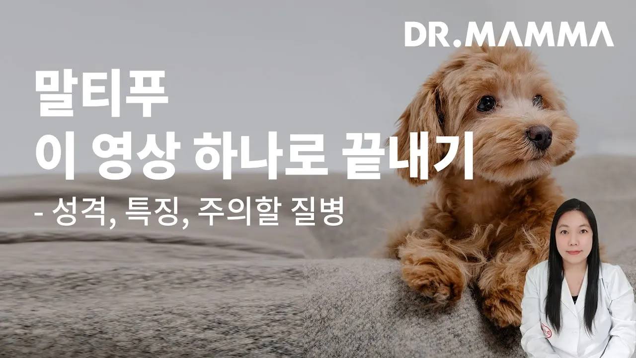 말티푸 단점 장점 성견 크기 분양가격_3